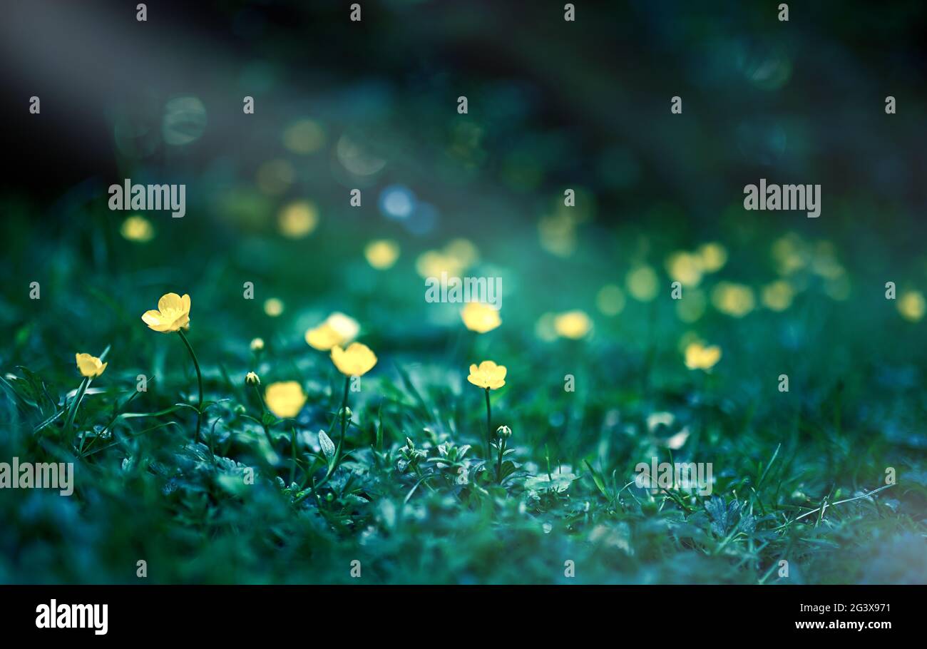 Petites fleurs de celandine jaune sur un fond vert du feuillage vue latérale . Banque D'Images