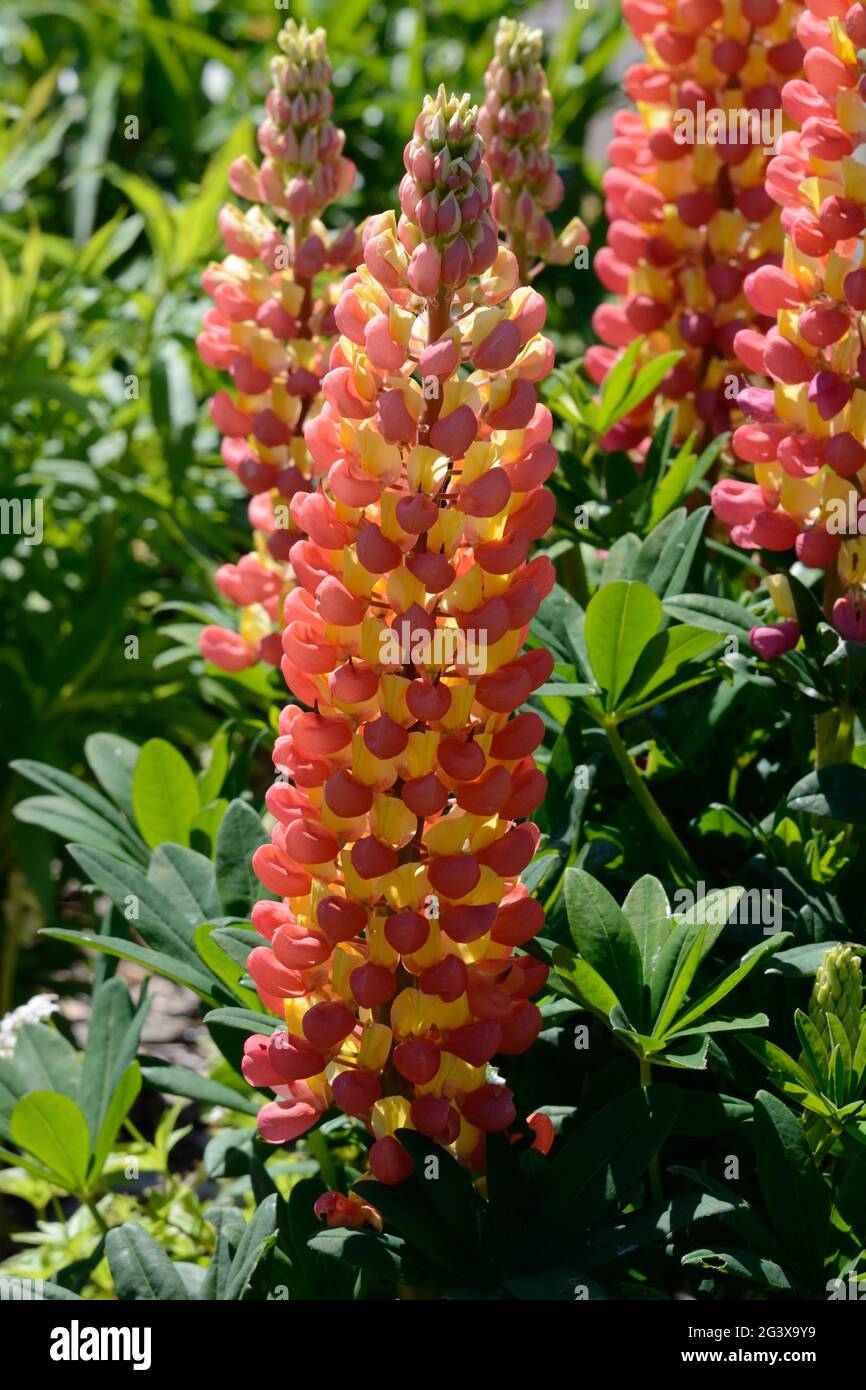 Lupin Gladiator grandes pointes de fleurs orange et jaune vives Lupinus Gladiator Banque D'Images