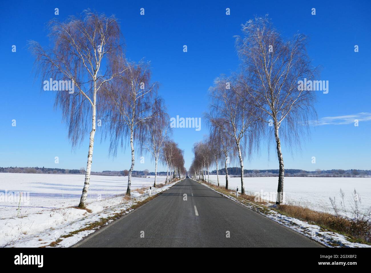 Avenue du bouleau en hiver Banque D'Images