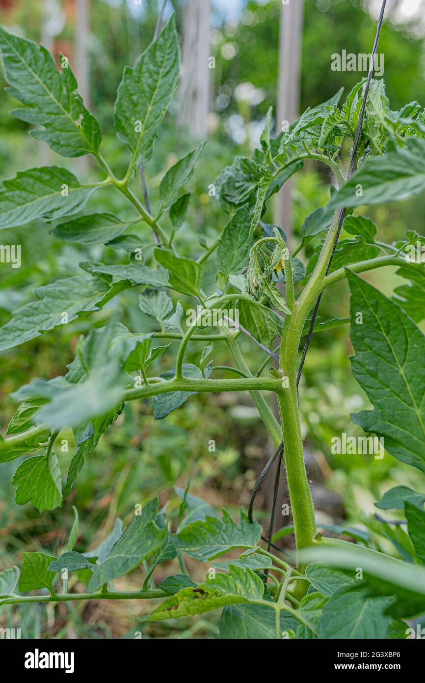 Plant de tomate dans le jardin Banque D'Images