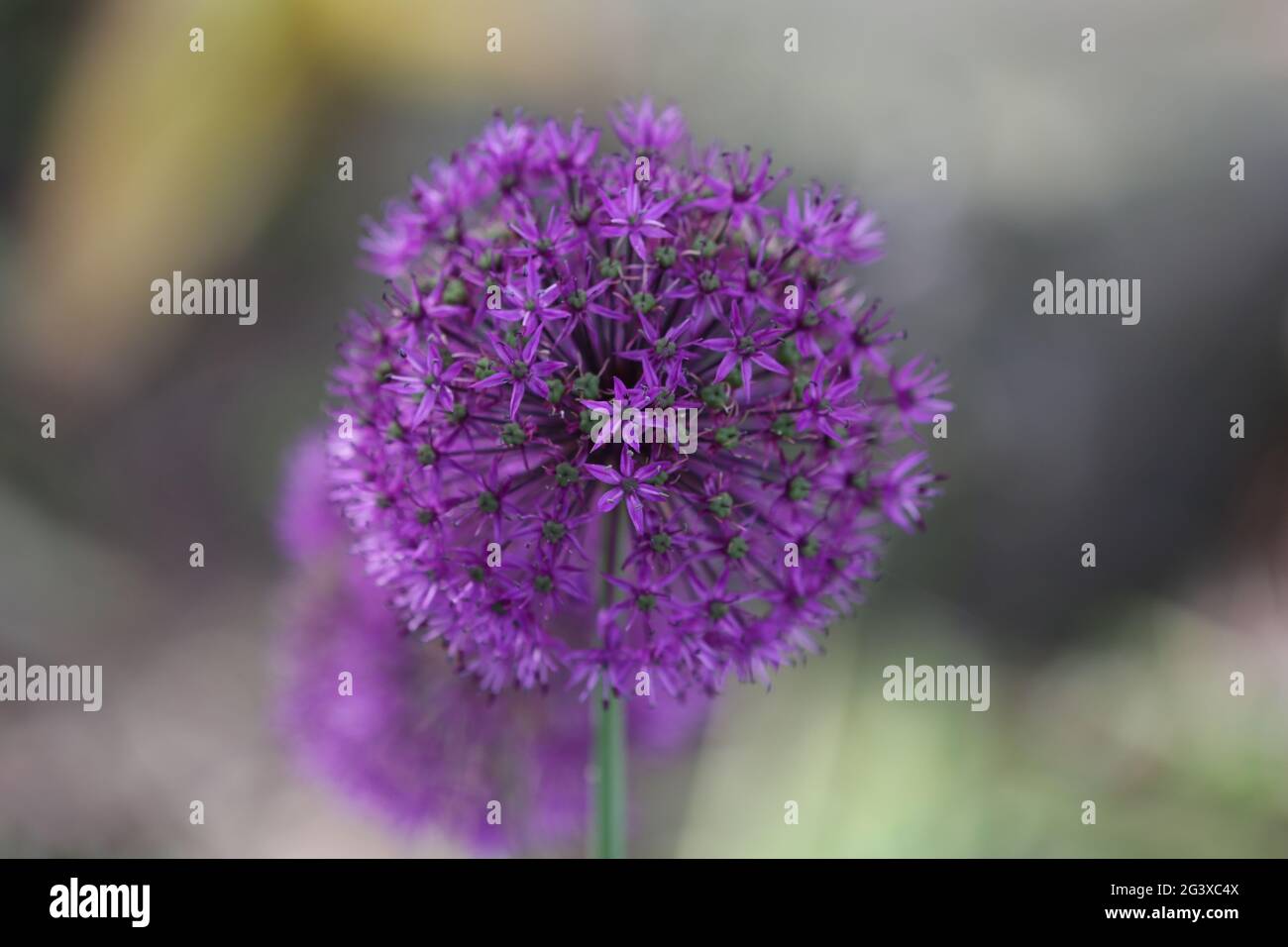 Fleurs de jardin Banque D'Images