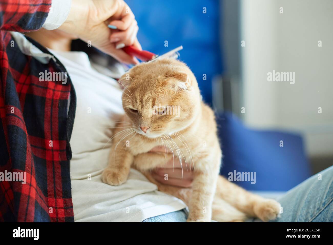 La Femme Tient Le Chat A Tete Rouge Britannique Et Le Peigne En Fourrure La Femme Prend Soin De L Animal Domestique A La Maison Avec La Lumiere Du Jour Photo Stock La Femme Tient Le Chat A Tete Rouge Britannique Et Le Peigne En Fourrure La Femme Prend Soin De L Animal Domestique A La Maison Avec La Lumiere Du Jour Photo Stock