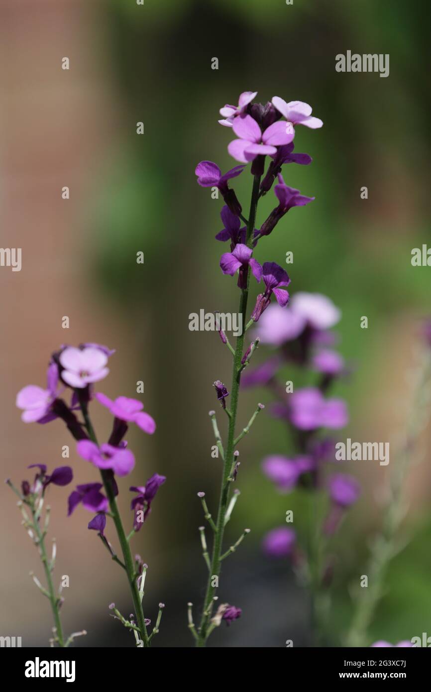 Fleurs de jardin Banque D'Images