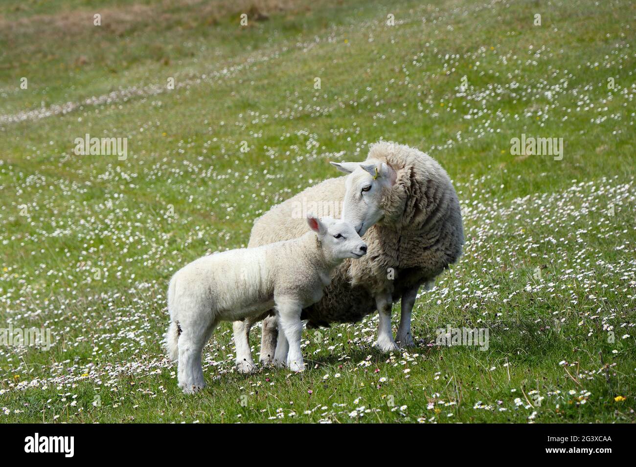 Mère et Agneau sur le Machair Grassland, côte nord-ouest de l'Écosse, Royaume-Uni Banque D'Images