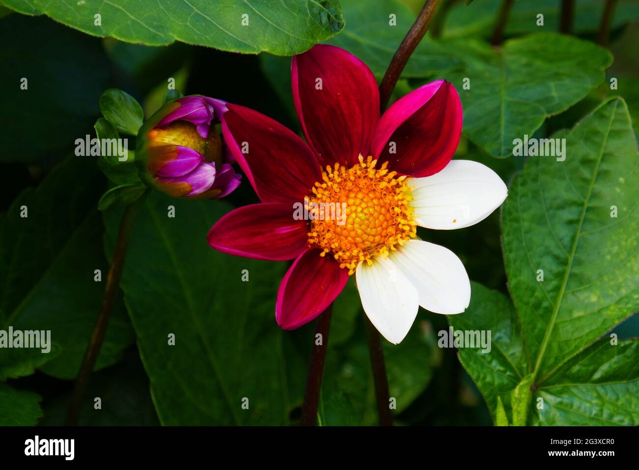 Dahlia simple, Twynings Smartie Banque D'Images