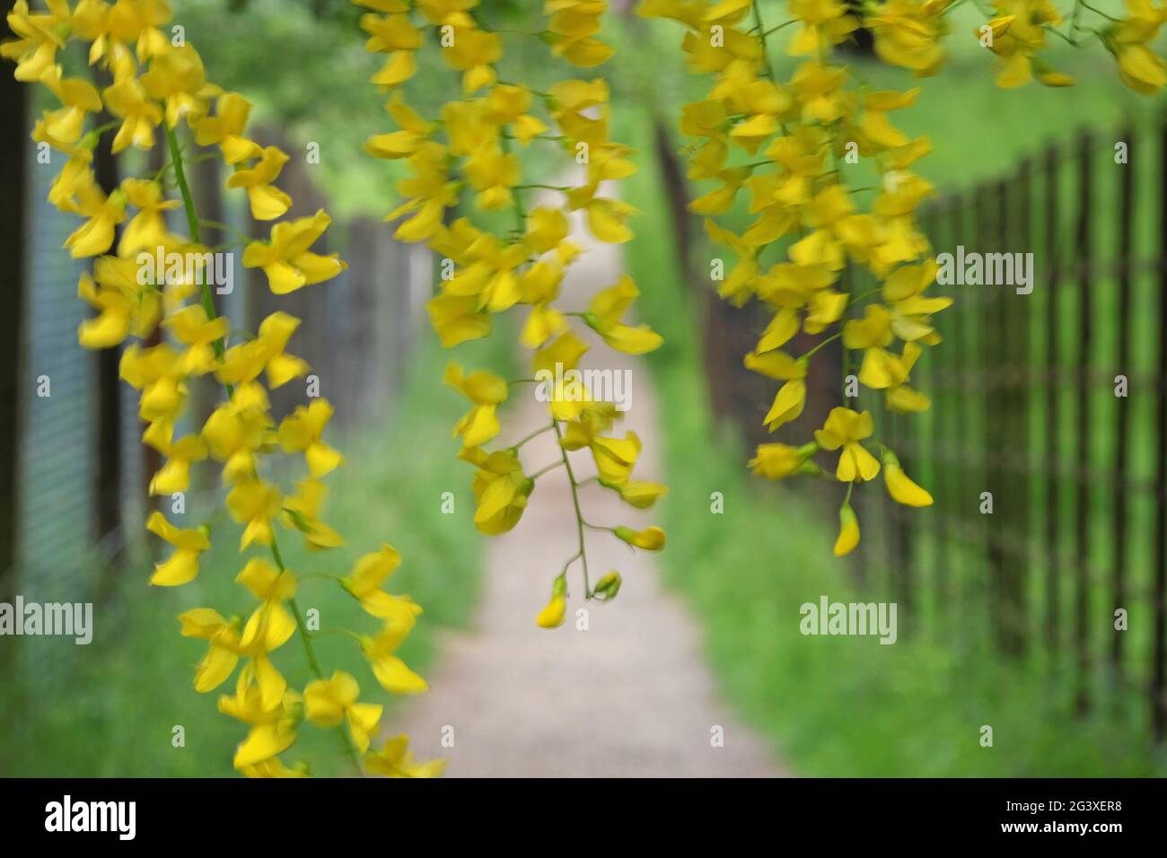 Rideau de Laburnum : promenade printanière à travers un rideau de fleurs jaunes de laburnum. Bedfordshire, Angleterre. Banque D'Images