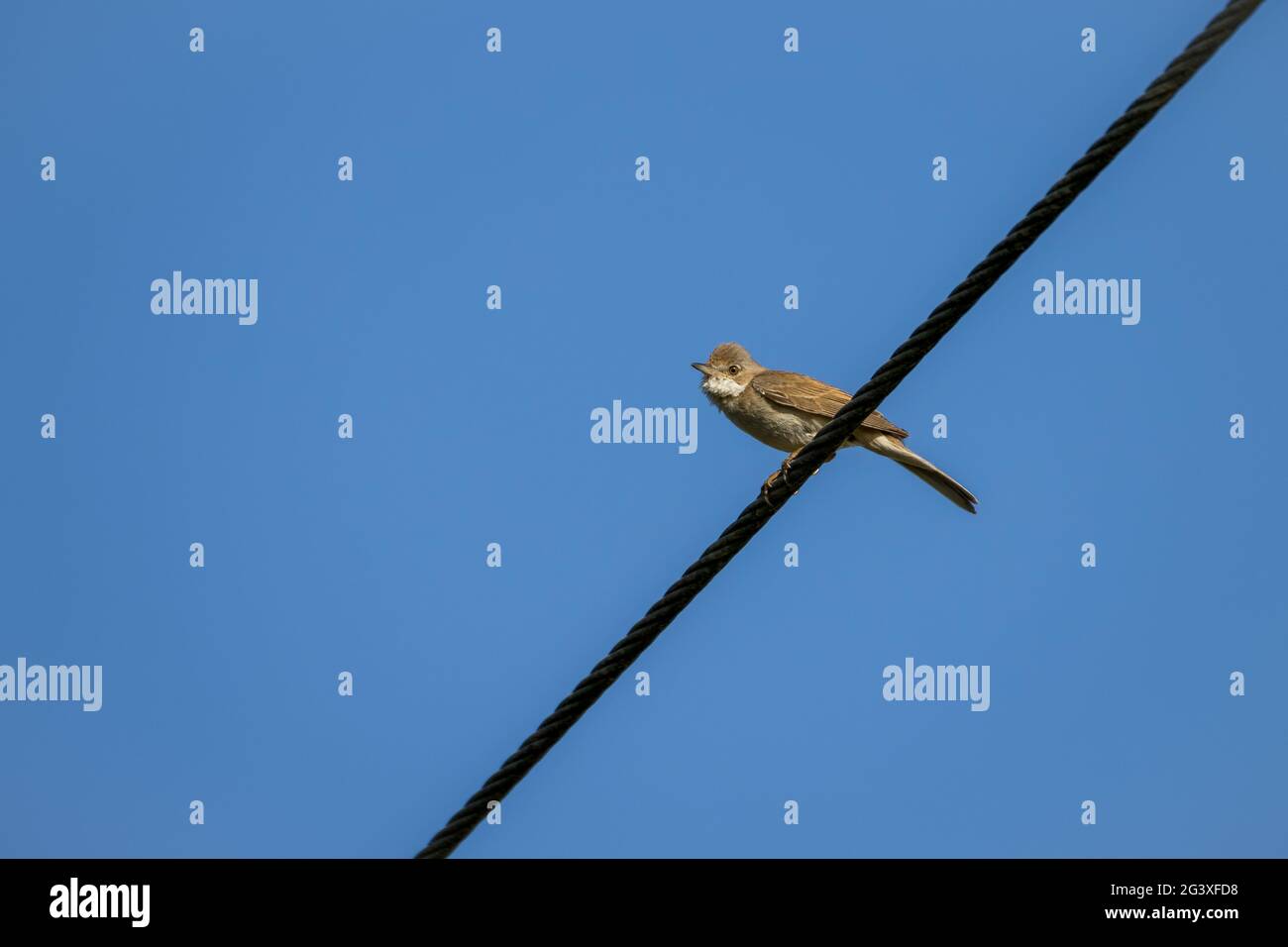 Le Whitethroat commun (Sylvia communis) perchée sur un fil téléphonique Banque D'Images Le Whitethroat commun (Sylvia communis) perchée sur un fil téléphonique Banque D'Images