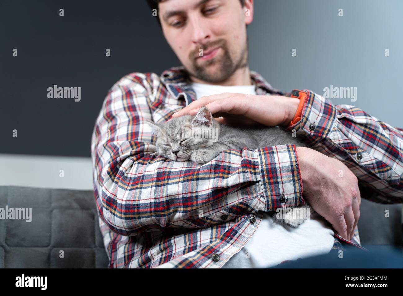 Chaton écossais gris droit dort dans les bras du propriétaire de la maison. Pur-sang mignon petit chat britannique s'endort entre les mains Banque D'Images