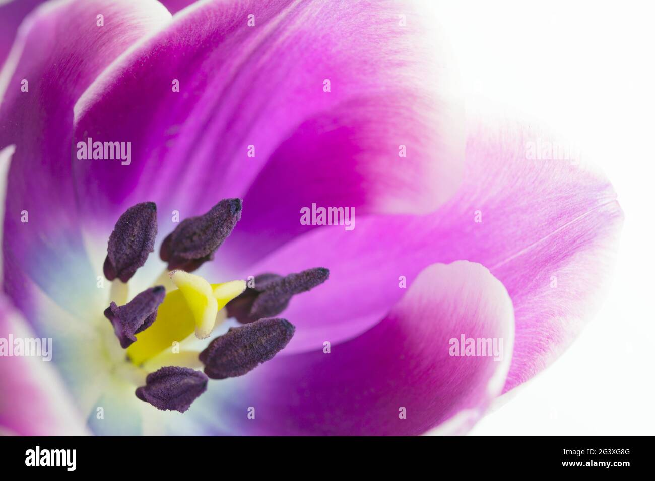 Photo macro de la fleur de tulipe Banque D'Images