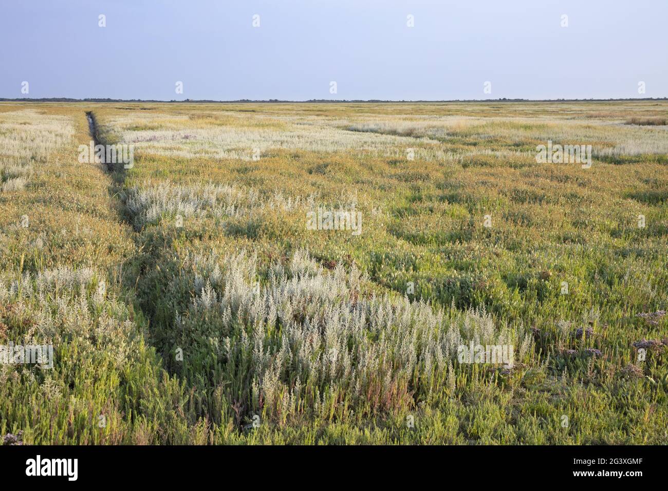 Marais salants au parc national de la mer de wadden, île de Borkum Banque D'Images