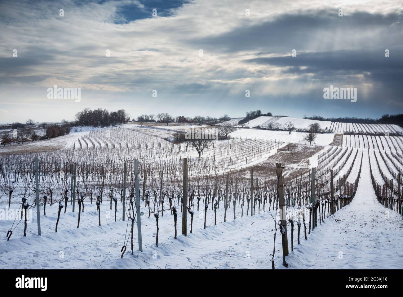 Paysage d'hiver avec vignoble à Burgenland Banque D'Images