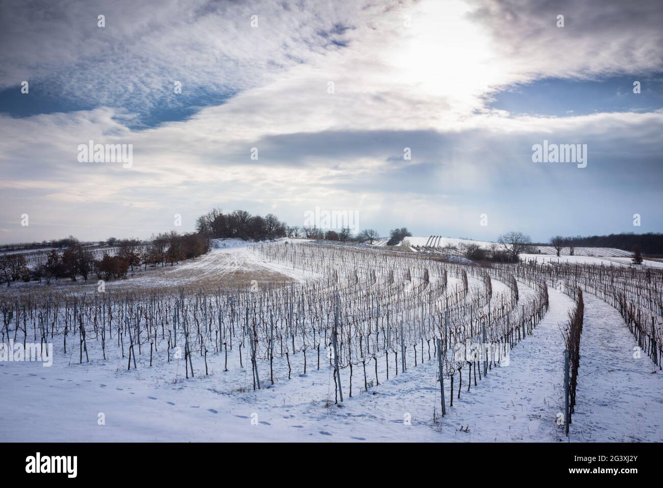 Paysage d'hiver avec vignoble à Burgenland Banque D'Images