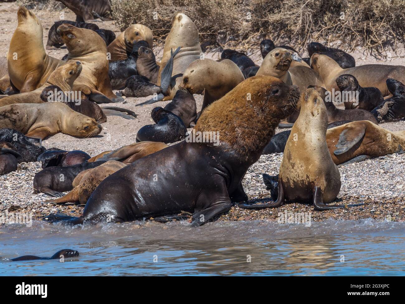 Colonie de lions de mer dans la réserve marine de patagonia austral, argentine Banque D'Images