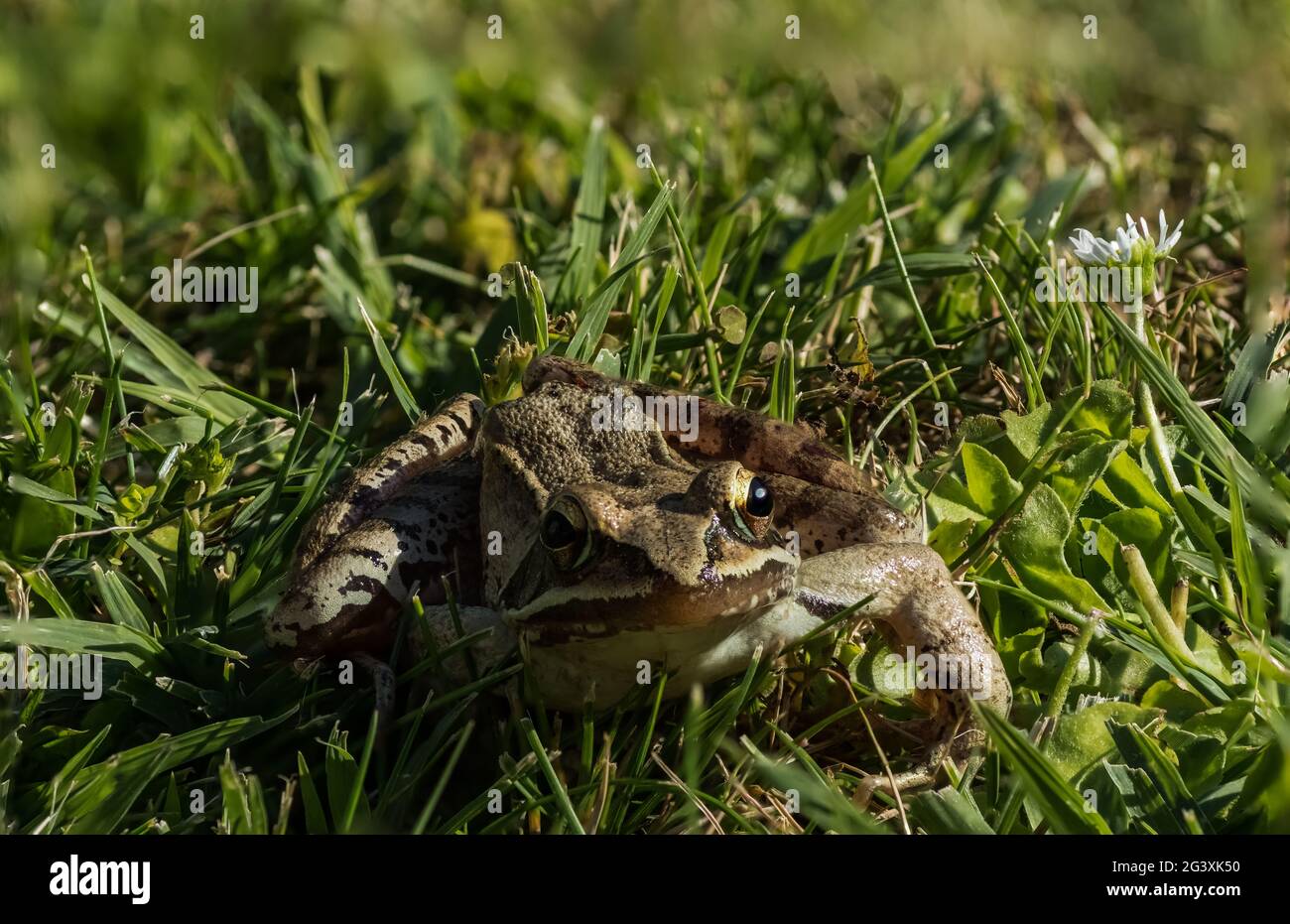petite grenouille d'herbe brune assise dans l'herbe verte fraîche au soleil d'été Banque D'Images