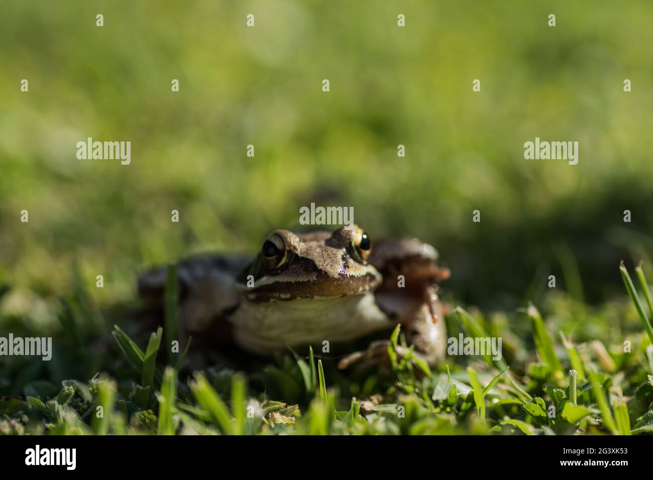 petite grenouille d'herbe brune assise dans l'herbe verte et regarde le paysage Banque D'Images