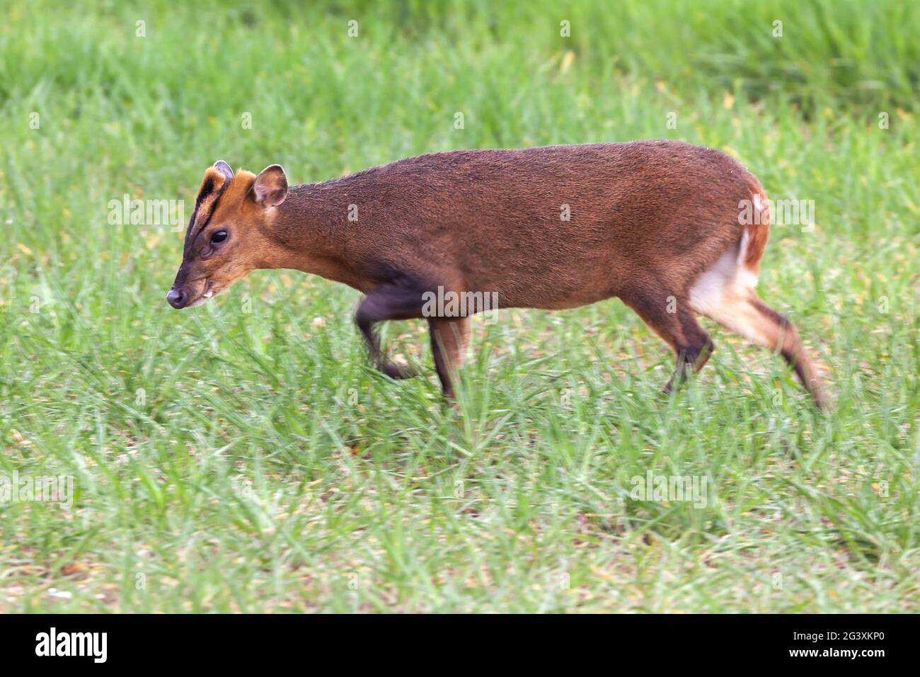 Gros plan sur le cerf de Reeves muntjac dans le Norfolk en Angleterre. Animal sauvage brun avec vue latérale sur le paysage naturel Banque D'Images