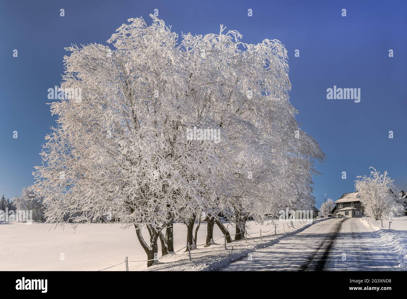 Les arbres d'hiver sur la route du village Banque D'Images