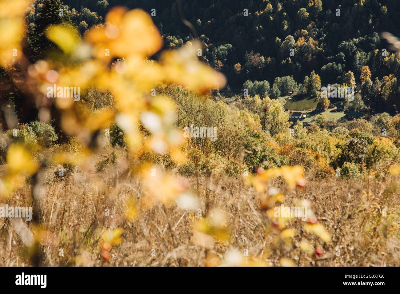 Golden, des érables jaunes, des chênes et des oiseaux dans les montagnes. Temps d'automne chaud dans les hautes terres. Nature dans la réserve, nationale Banque D'Images