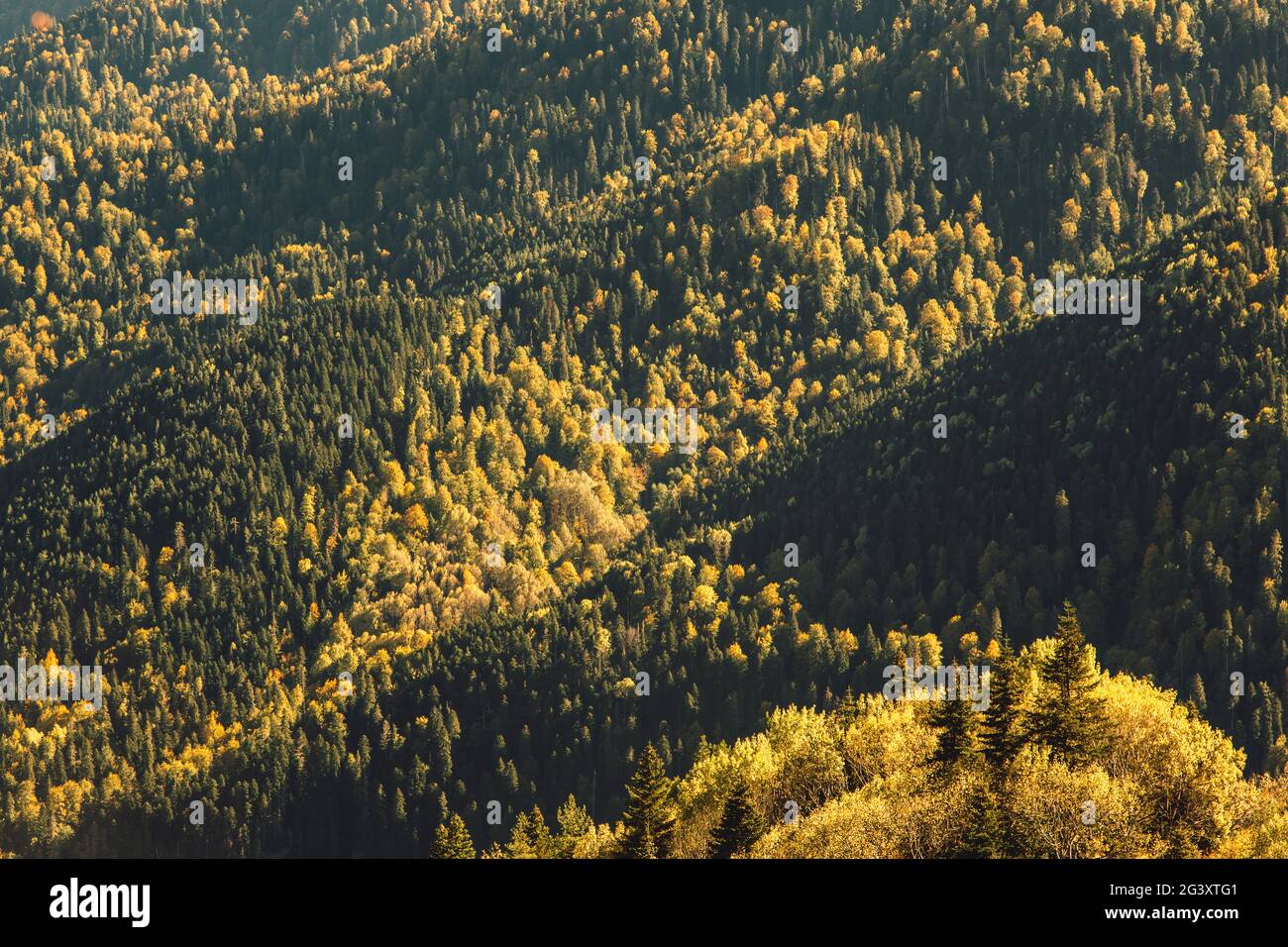 Golden, des érables jaunes, des chênes et des oiseaux dans les montagnes. Temps d'automne chaud dans les hautes terres. Nature dans la réserve, nationale Banque D'Images