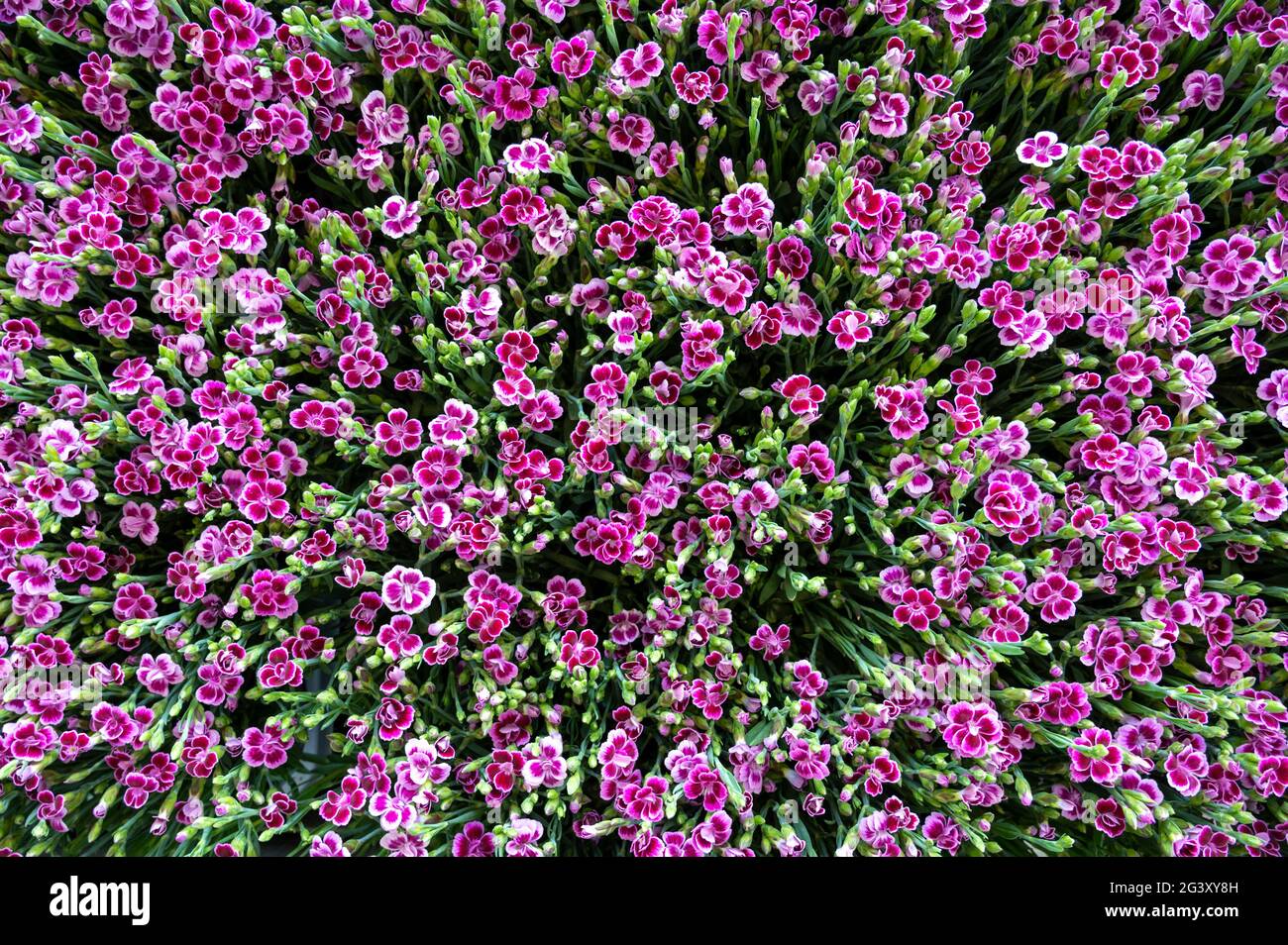Une masse de petites fleurs de dianthus rose et blanc ou de fleurs roses en pleine floraison en été Banque D'Images