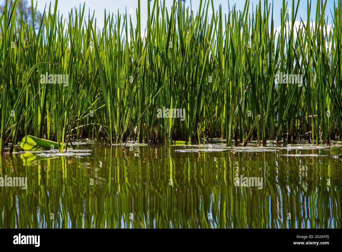 Des roseaux et des nénuphars se reflètent dans l'eau sur la rive d'un lac Banque D'Images