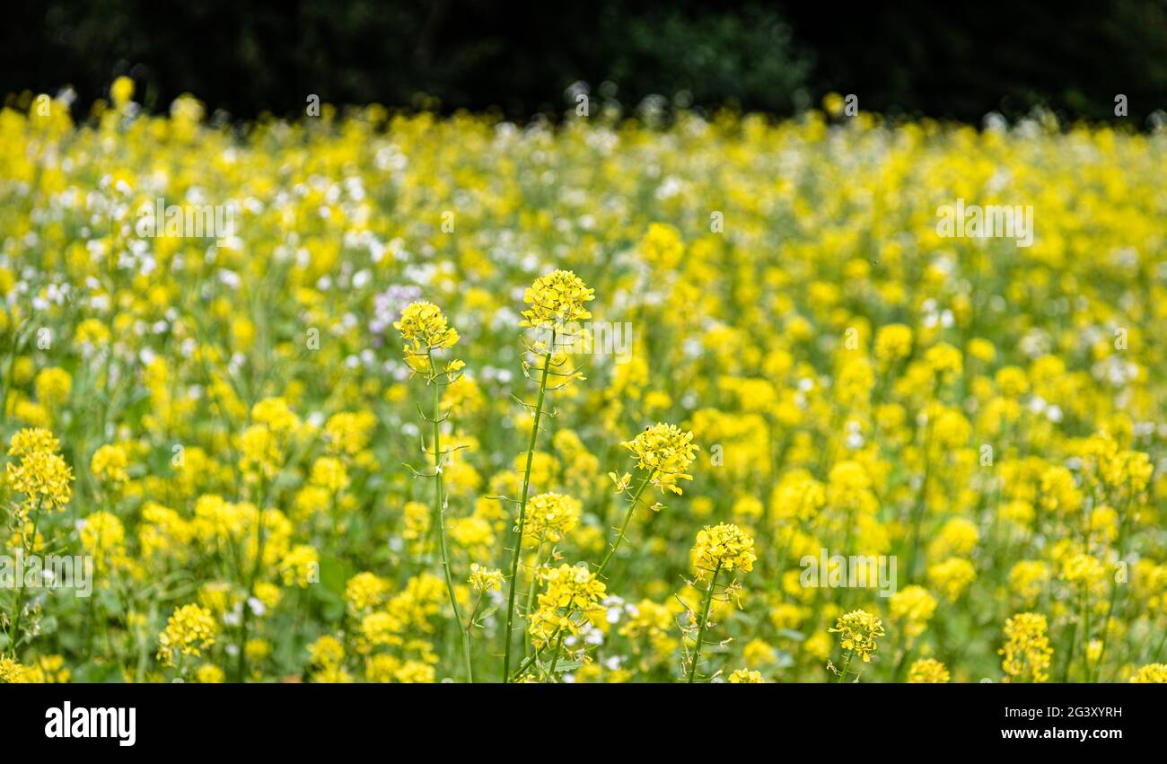 Fleur jaune simple dans un pré de fleurs jaunes Banque D'Images