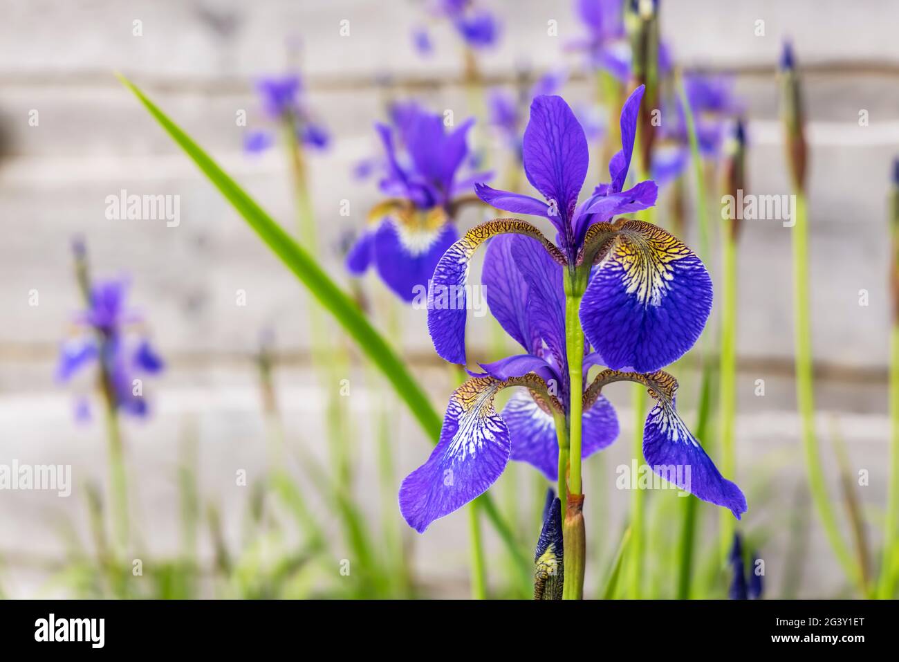 Iris sibirica également connu sous le nom de drapeau sibérien, délicate fleurs bleues et or sur de grandes tiges poussant dans un jardin. Banque D'Images