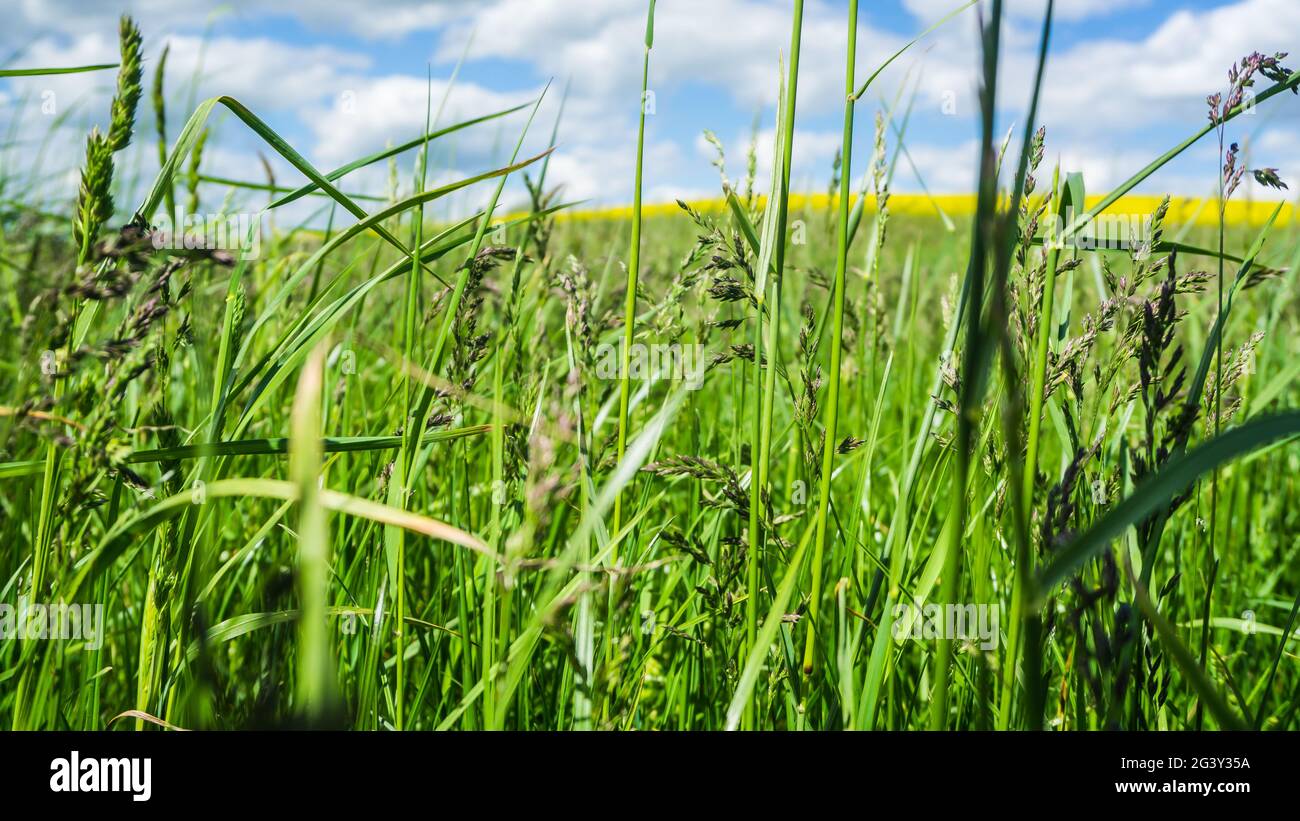 lames d'herbe et de graines d'herbe sur un pré avec ciel partiellement nuageux en arrière-plan Banque D'Images