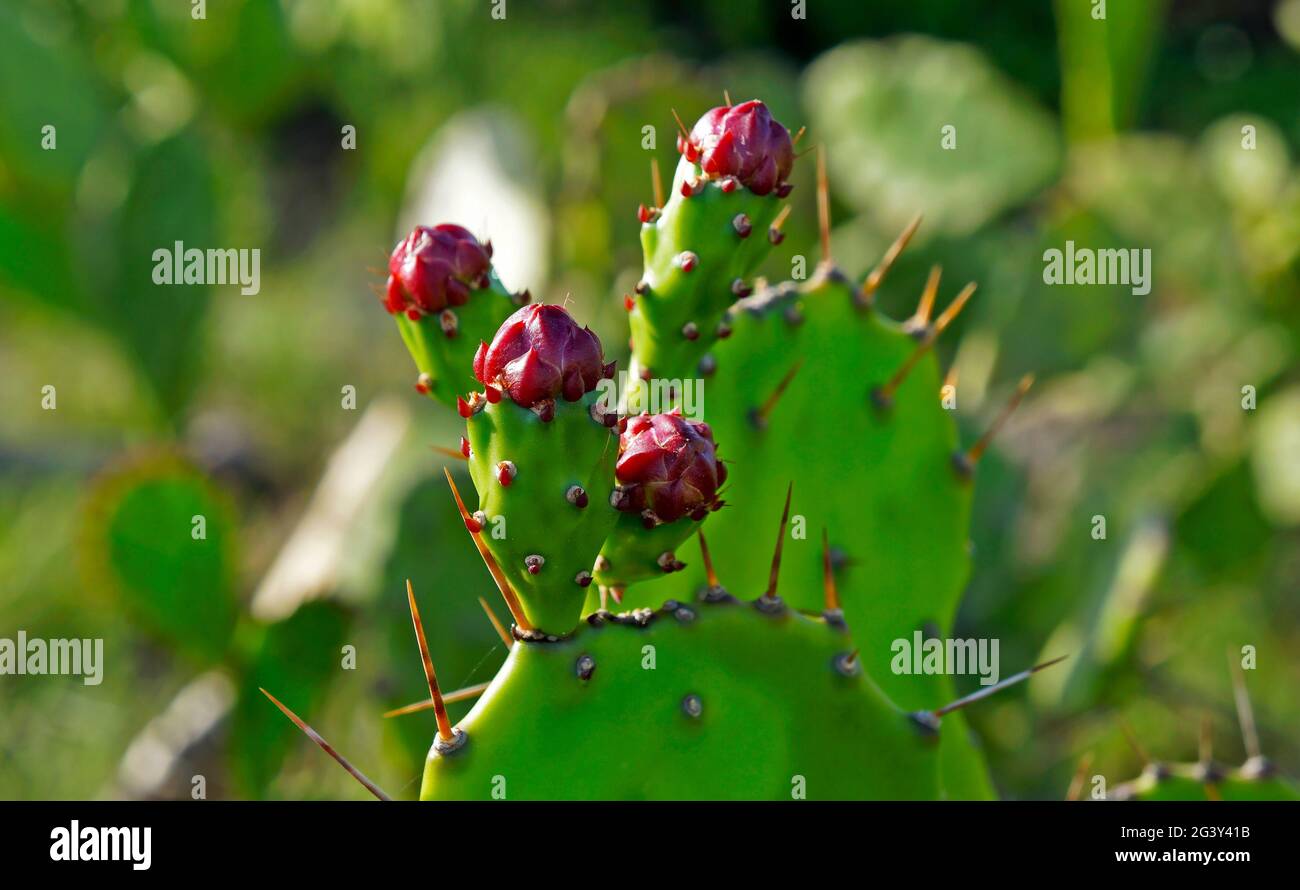 Bourgeons de pousse-pousse côtiers (Opuntia littoralis), Rio de Janeiro Banque D'Images