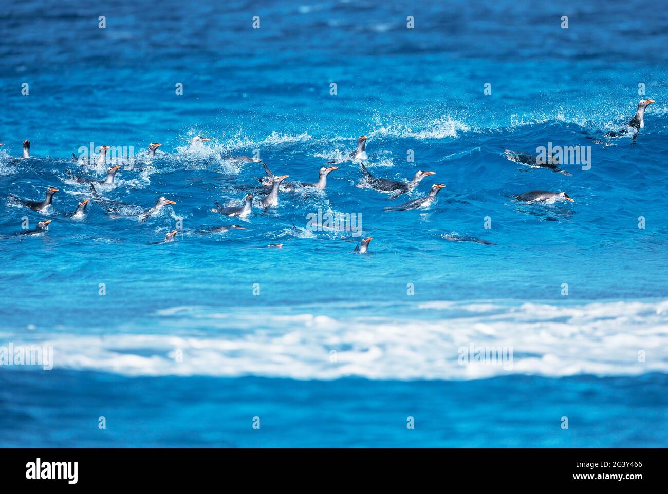 Manchots (Pygocelis Papouasie Papouasie) natation, Sea Lion Island, îles Malouines, l'Amérique du Sud Banque D'Images