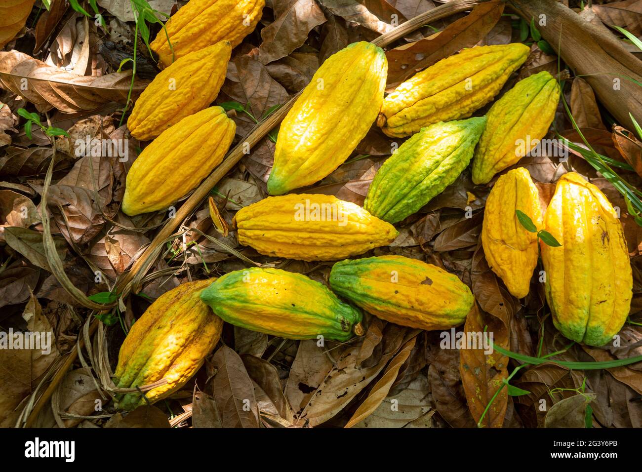 Gros plan de fruits frais de cacao pour la fabrication de chocolat sur la récolte agricole dans la forêt amazonienne. Alimentation, écologie, environnement, biodiversité, agroculture. Banque D'Images