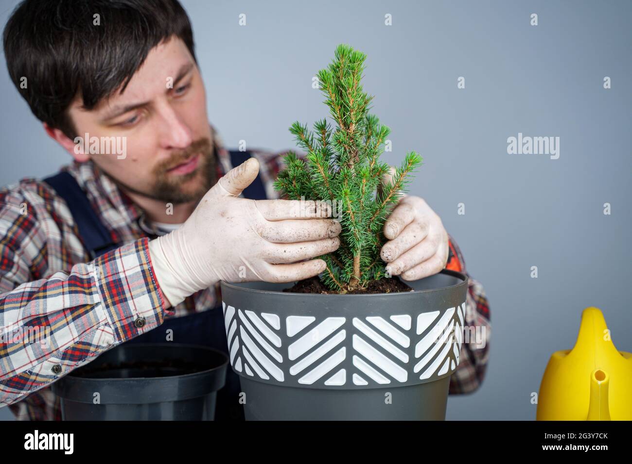 Les mains du jardinier mâle transplanter le petit sapin dans un nouveau pot en studio sur fond gris. Jardinage et soin des plantes domestiques Banque D'Images