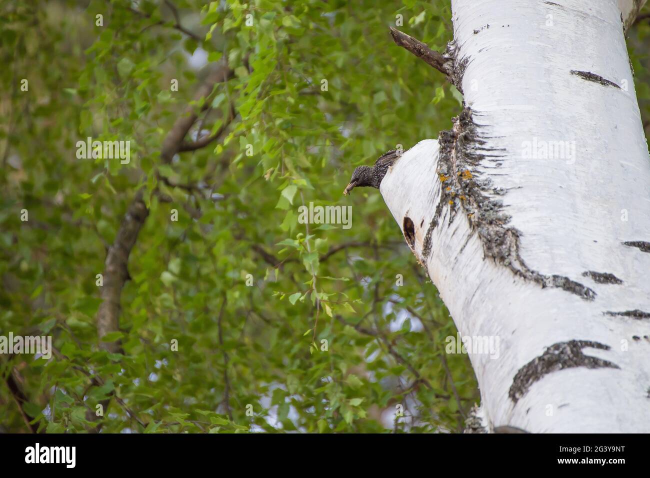 L'étoile se trouve sur un arbre avec un insecte dans son bec et ses montres. Photographie naturelle avec des oiseaux sauvages. La beauté dans la nature. Chaude journée de printemps. Banque D'Images