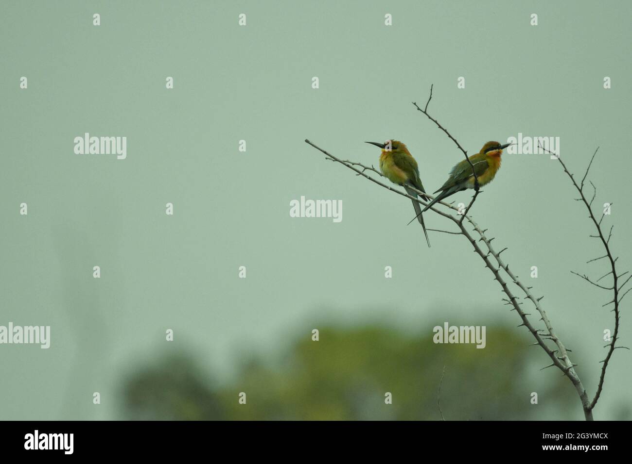 Oiseaux en colère Banque D'Images