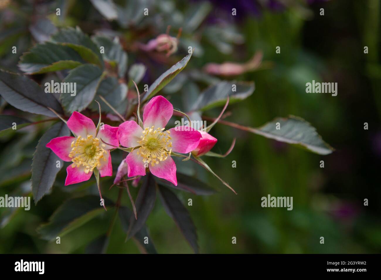 Fleurs de Rosa glauca. Banque D'Images