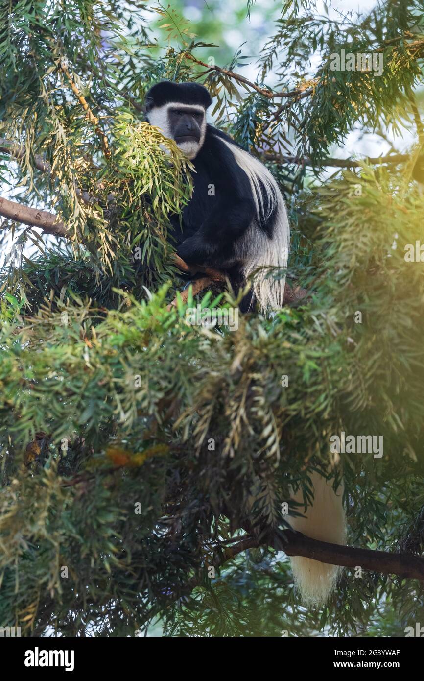 Colobus noir et blanc - Colobus guereza, beau primate noir et blanc des forêts et des terres boisées africaines, forêt de Harenna, Éthiopie. Banque D'Images