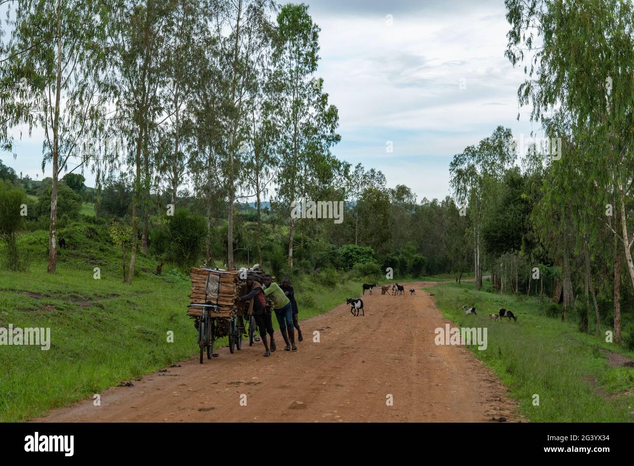 Les jeunes hommes poussent des bicyclettes avec du bois de chauffage recueilli le long d'une route de terre avec des chèvres derrière eux, près de Kabarondo, province orientale, Rwanda, Afrique Banque D'Images