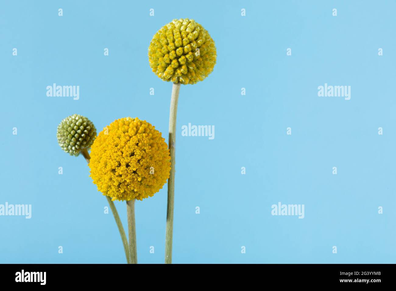 Fleurs de pilon, Craspedia globosa, avec espace de copie sur fond bleu ciel Banque D'Images