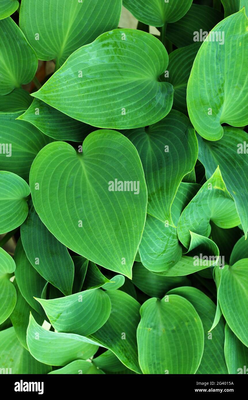 HostA laisse l'arrière-plan. Le motif de feuilles vertes de Hosta en été. Concept de vie verte. Arrière-plan de plante verte, vue de dessus sur la feuille de plante Hosta. Banque D'Images