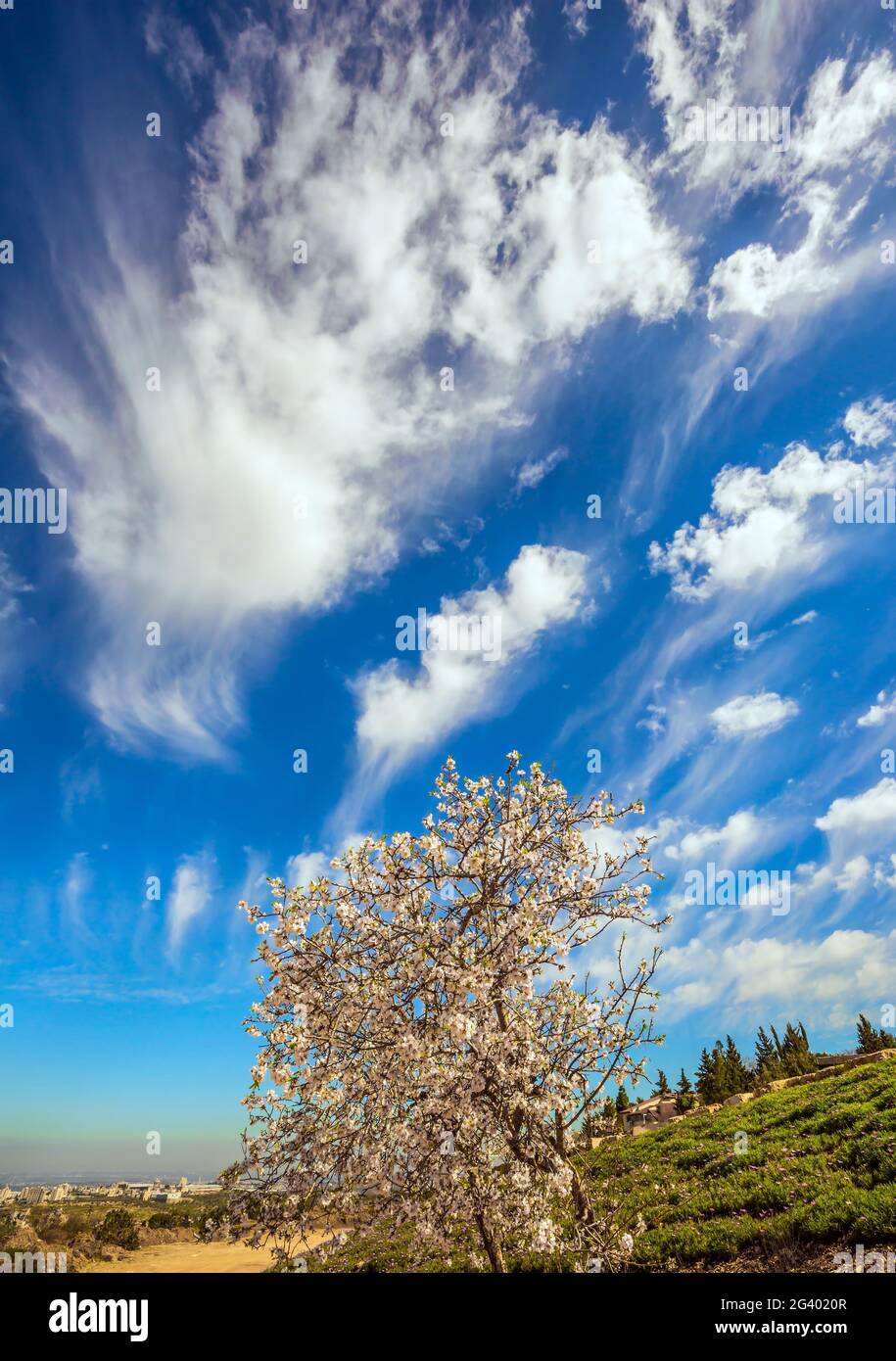Herbe fraîche dans les collines d'Israël Banque D'Images