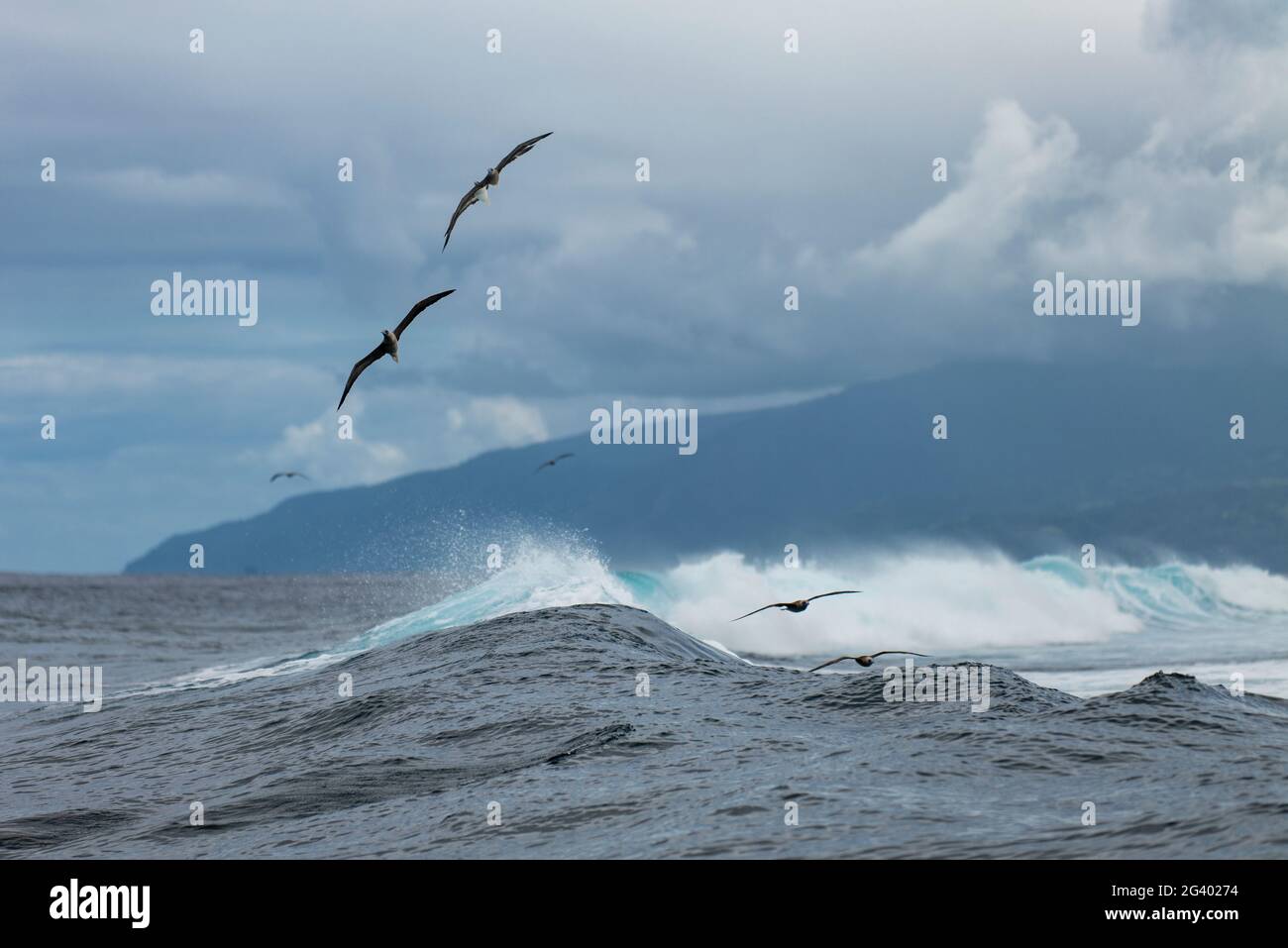 Des oiseaux survolent les vagues dans la zone de surf Teahupoo, Tahiti Iti, Tahiti, les îles du vent, Polynésie française, Pacifique Sud Banque D'Images