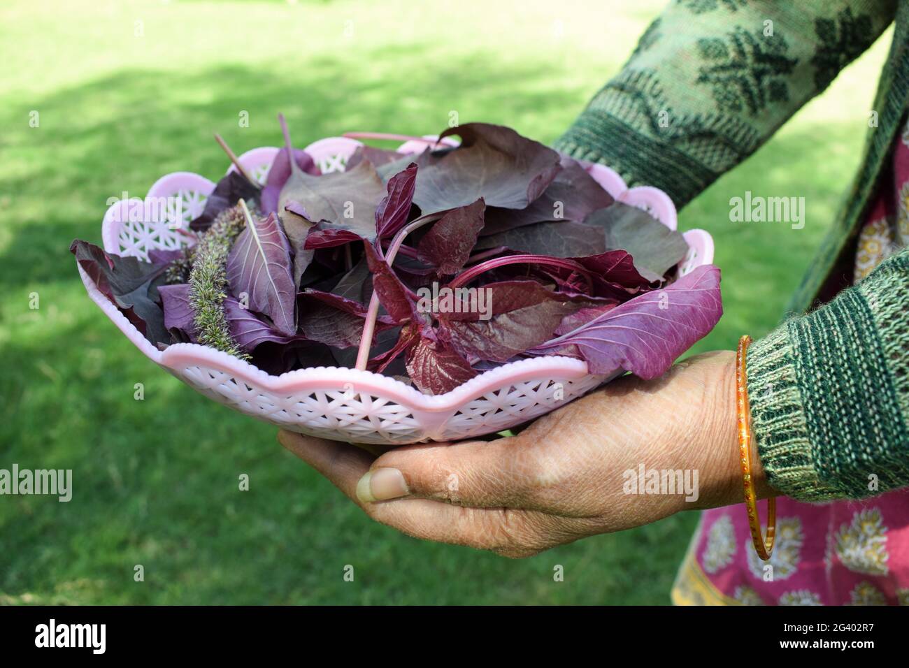 Panier de conservation pour femme rempli de légumes à feuilles d'épinards rouges biologiques. Cueilli à la main cultivé en Inde Asie. Banque D'Images