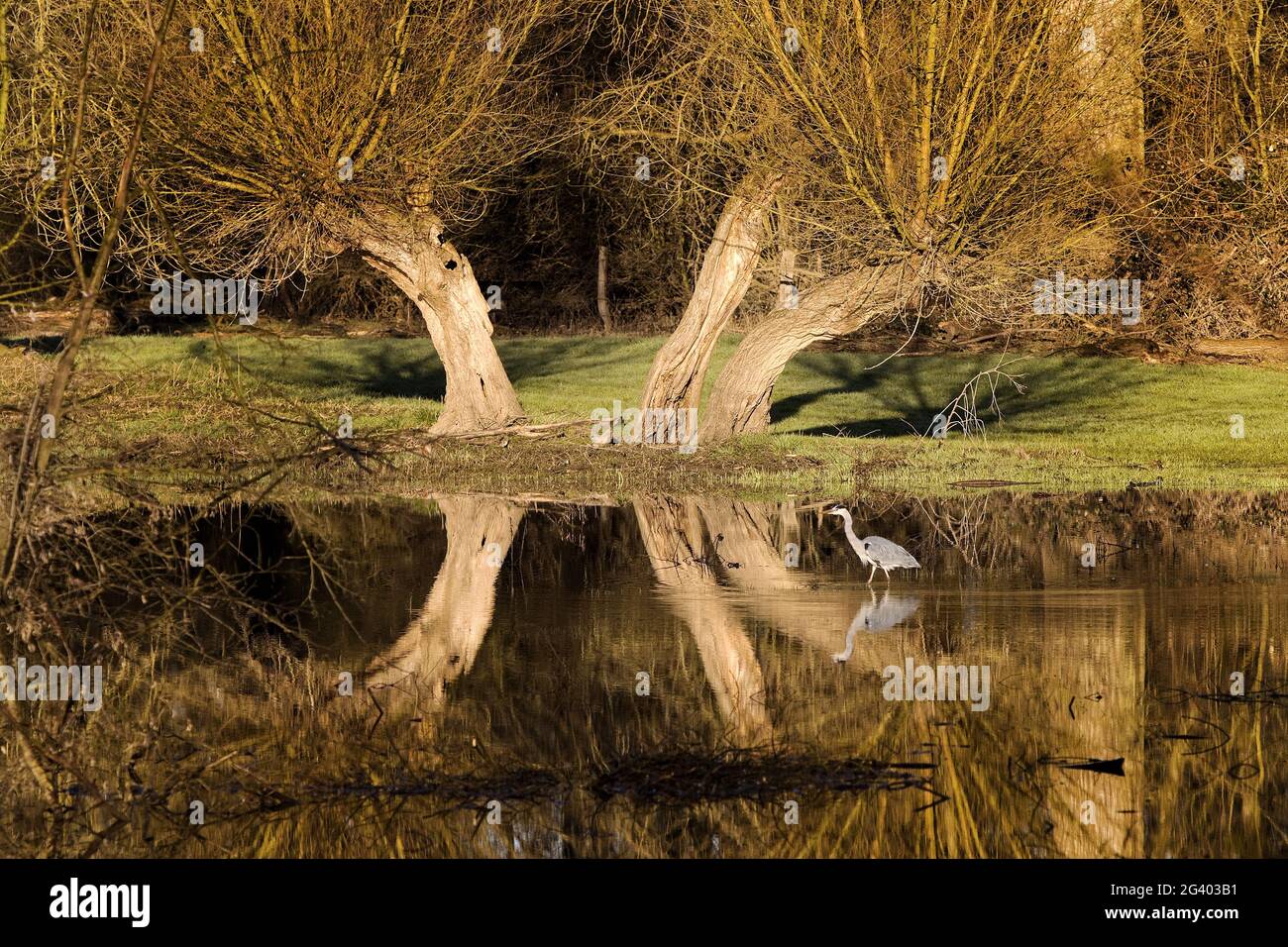 Paysage de prairie Urdenbacher Kaempe avec héron gris (Ardea cinerea), Düsseldorf, Allemagne, Europe Banque D'Images