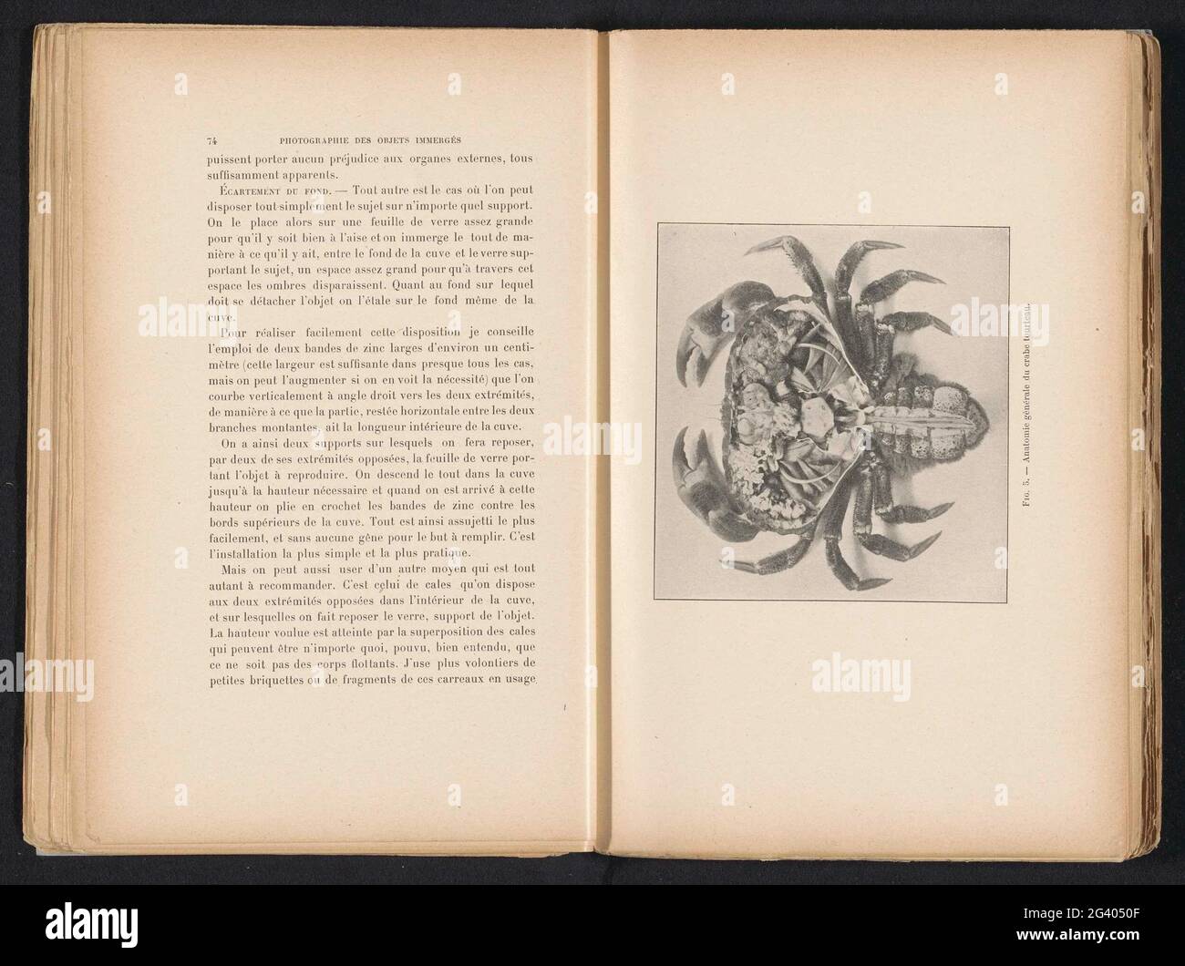 Opengesneden NoordzeekraB met Organ Zichtbaar; anatomie générale du gâteau de crabe. Avant dans l'album 'la photographie des objets immergés', 1901. Banque D'Images