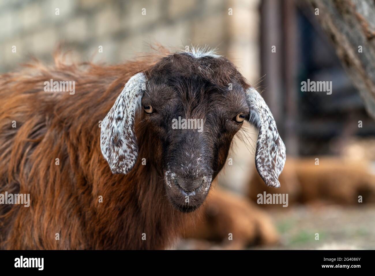 Portrait d'un jeune mouton mignon Banque D'Images