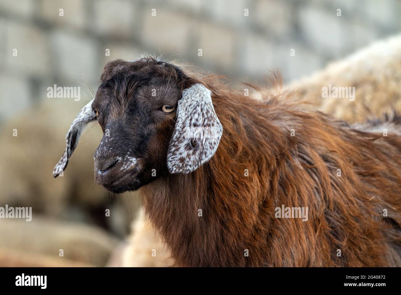 Portrait d'un jeune mouton mignon Banque D'Images