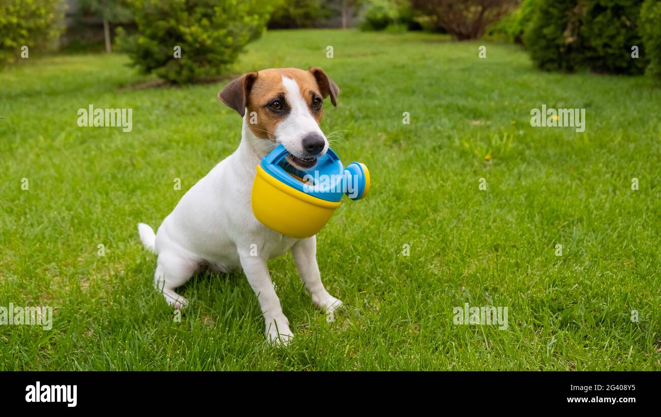 Le chien Jack Russell Terrier est debout sur la pelouse et tient un arrosoir Banque D'Images