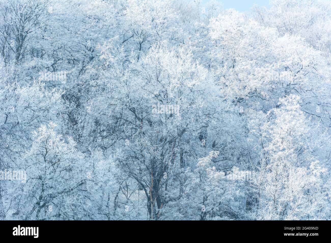 Conte d'hiver , arbres dans le gel Banque D'Images