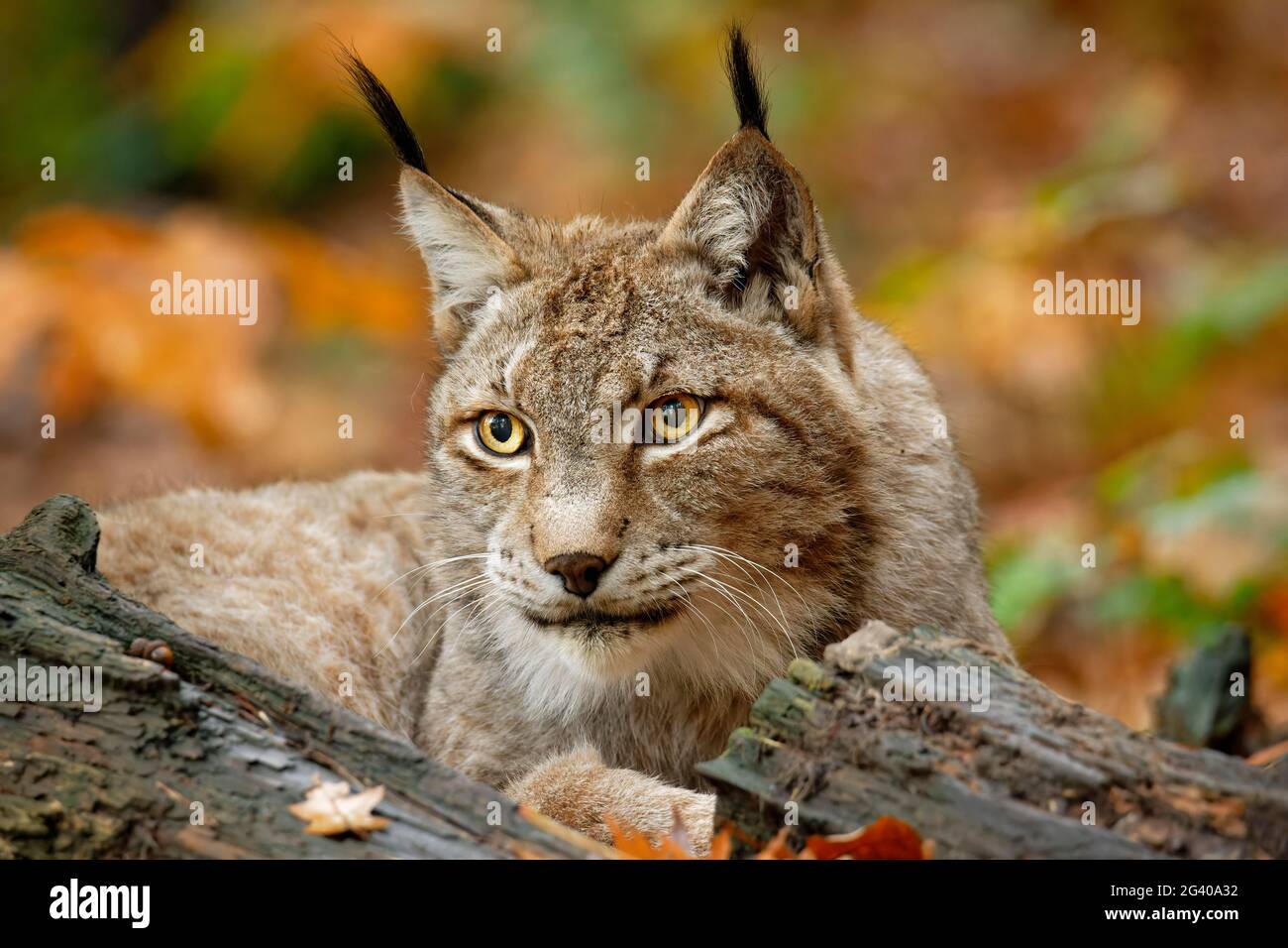 Lynx observe attentivement les environs, Lynx, Bad Schandau, Parc national de la Suisse saxonne, Suisse saxonne, grès d'Elbe, Saxe, Allemagne Banque D'Images