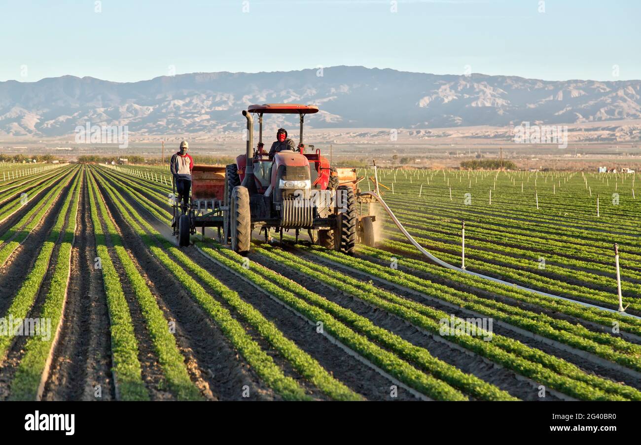 Les travailleurs sur le terrain qui utilisent le tracteur, pulvérisent et cultivent des carottes immatures « Daucus carota », des rinceuses de ligne d'irrigation. Banque D'Images